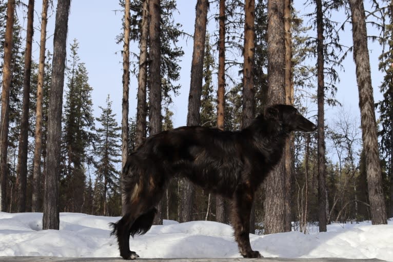 Navy, a Silken Windhound tested with EmbarkVet.com