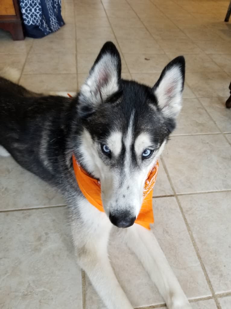 Teko, a Siberian Husky tested with EmbarkVet.com