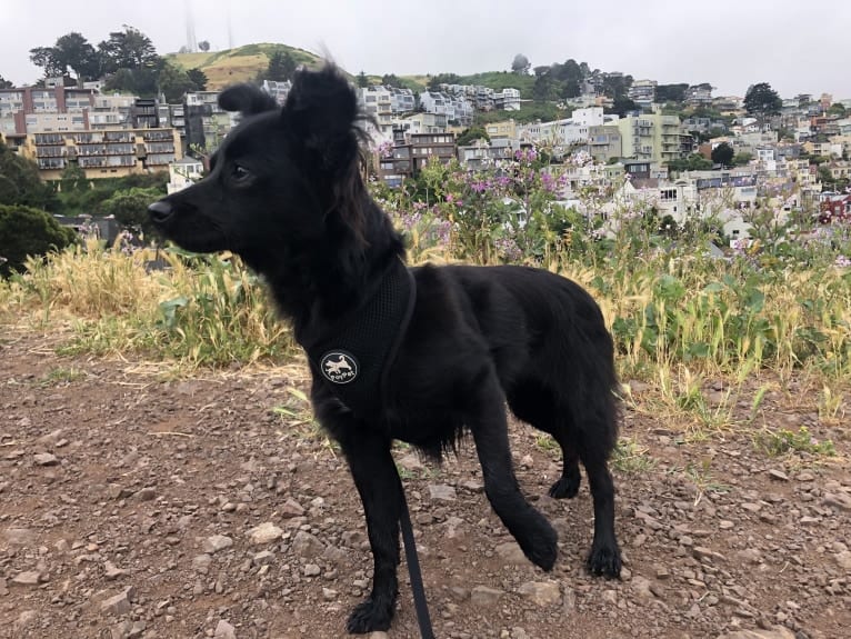 Jasper, a Poodle (Small) and Chihuahua mix tested with EmbarkVet.com