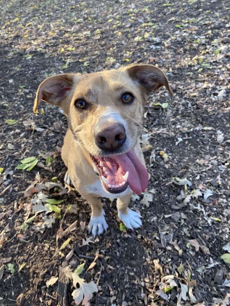 Emilio, a Dachshund and Rat Terrier mix tested with EmbarkVet.com