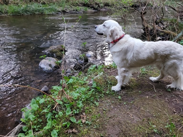 Juniper, a Golden Retriever tested with EmbarkVet.com