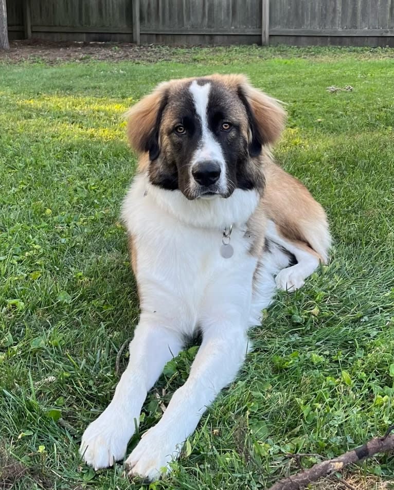 Clyde, an Anatolian Shepherd Dog and Great Pyrenees mix tested with EmbarkVet.com