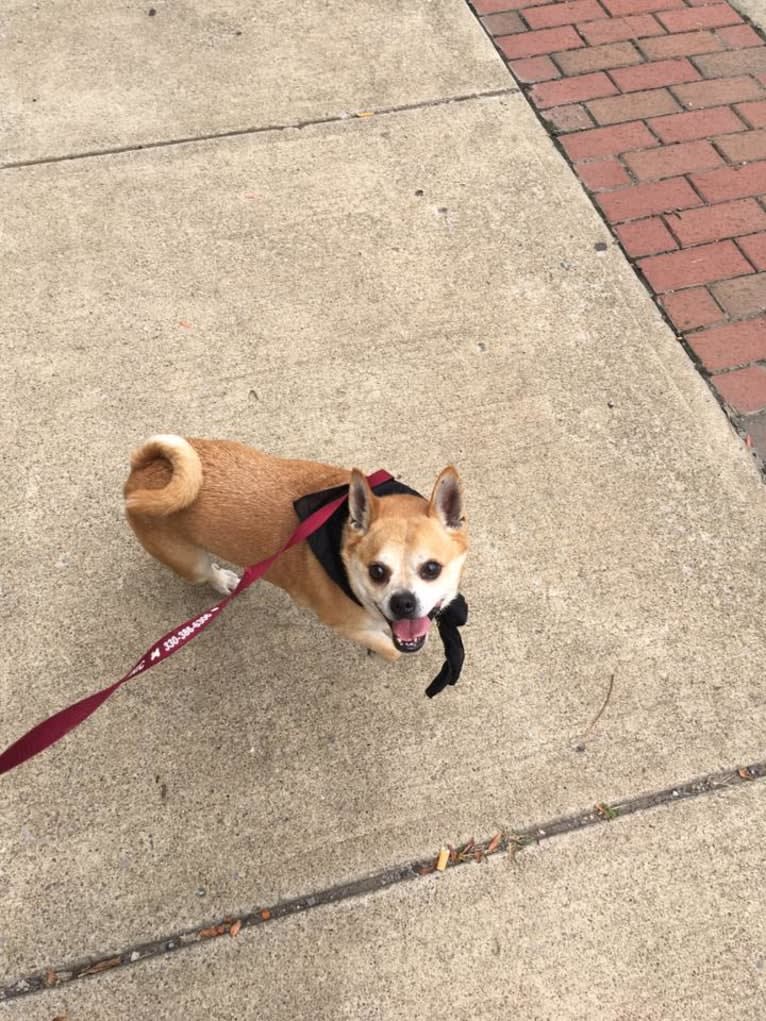 Frankie, a Chihuahua and Miniature Pinscher mix tested with EmbarkVet.com