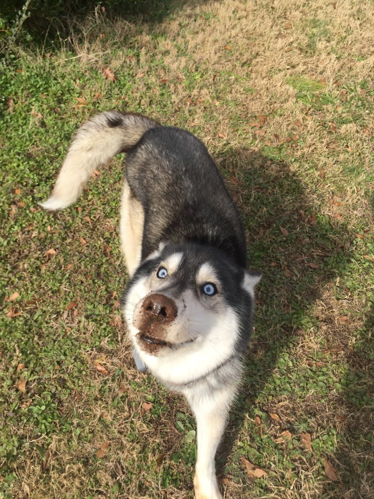 Flower, a Siberian Husky tested with EmbarkVet.com