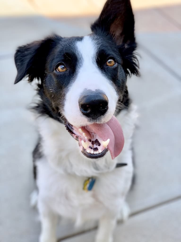 Skippity Doo Dah, a Border Collie tested with EmbarkVet.com