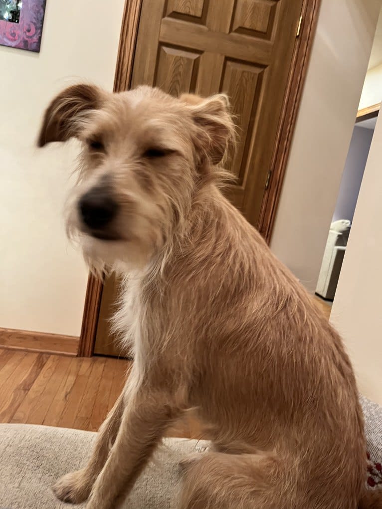 Ricky Bobby, an English Shepherd and Golden Retriever mix tested with EmbarkVet.com