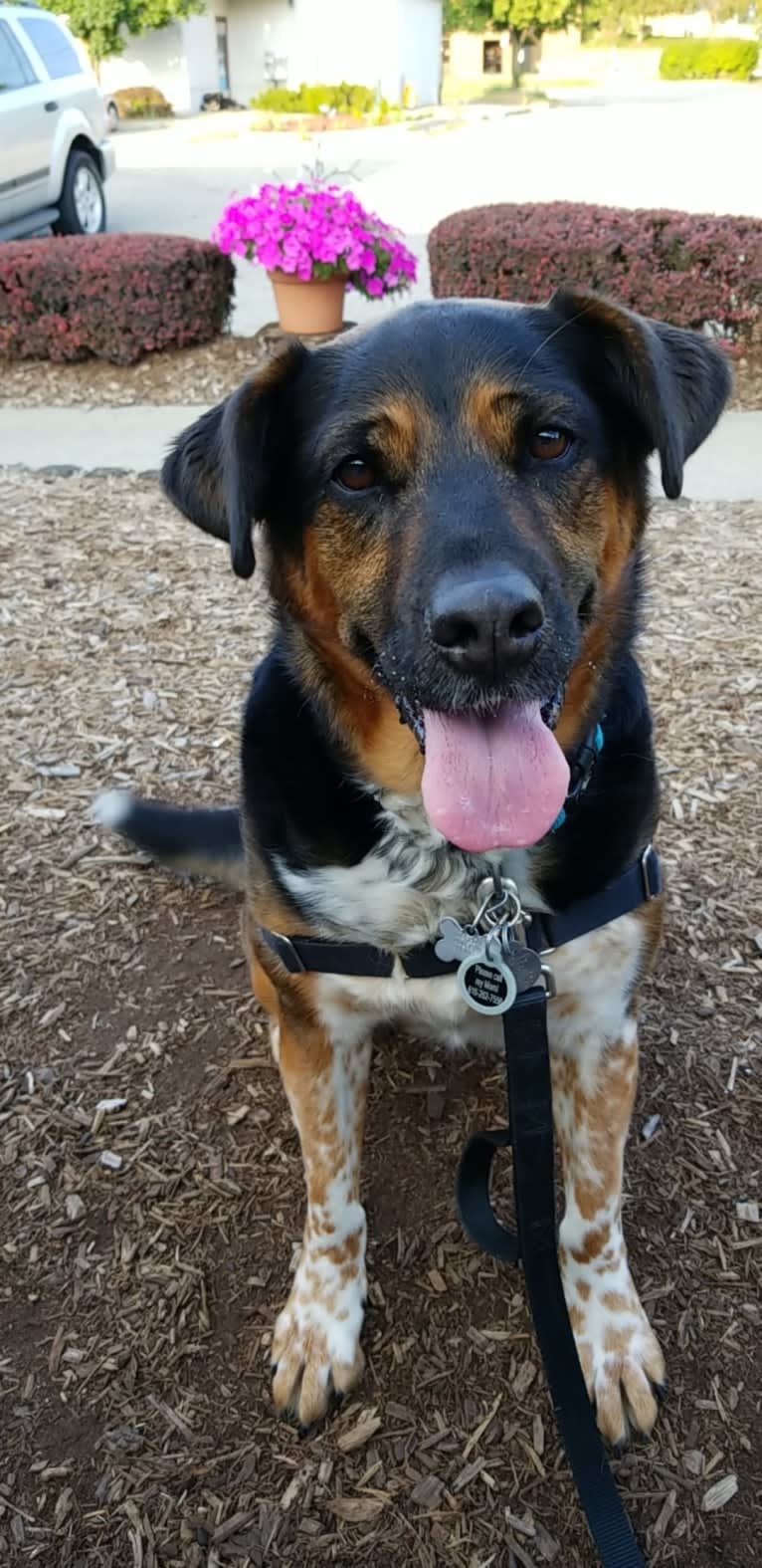 T, a Rottweiler and Samoyed mix tested with EmbarkVet.com