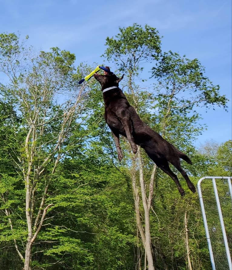 STK9s Colt45s Heart Of A Hero, a Labrador Retriever tested with EmbarkVet.com