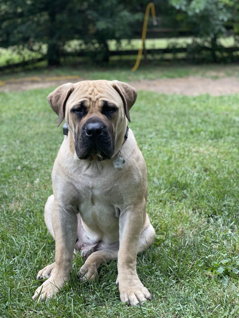 Gobi Boland, a Boerboel tested with EmbarkVet.com