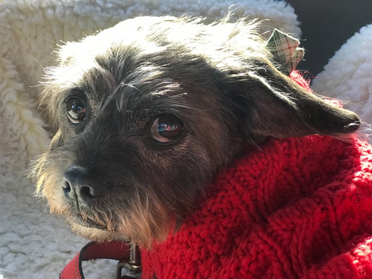 Bucky, a Lhasa Apso and Rat Terrier mix tested with EmbarkVet.com