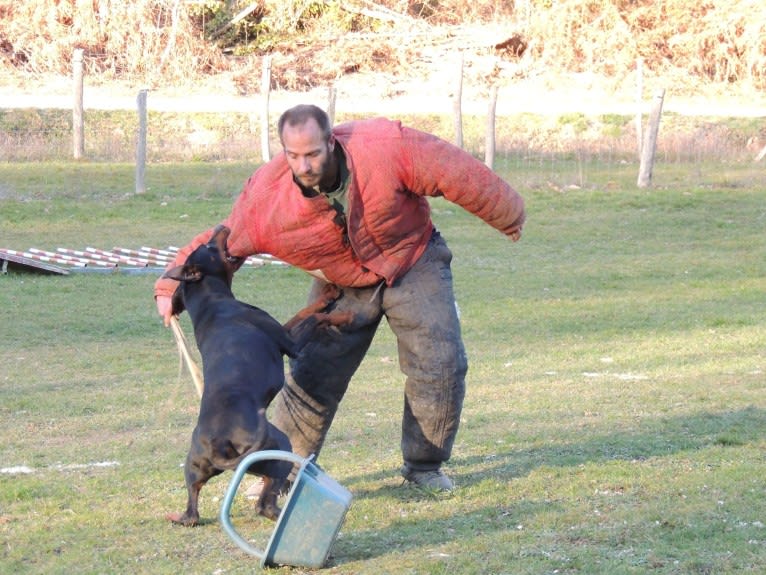 Roreck, a Doberman Pinscher tested with EmbarkVet.com