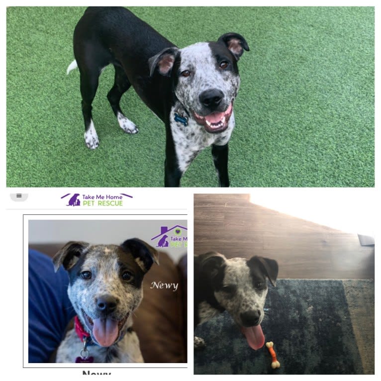Mackey, an Australian Cattle Dog and Boxer mix tested with EmbarkVet.com