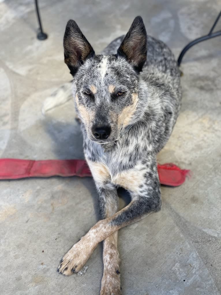 Kai, an Australian Cattle Dog tested with EmbarkVet.com