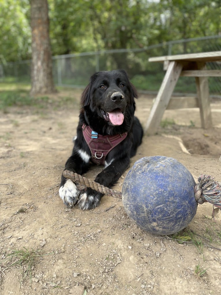 Oliver, a Great Pyrenees and Golden Retriever mix tested with EmbarkVet.com