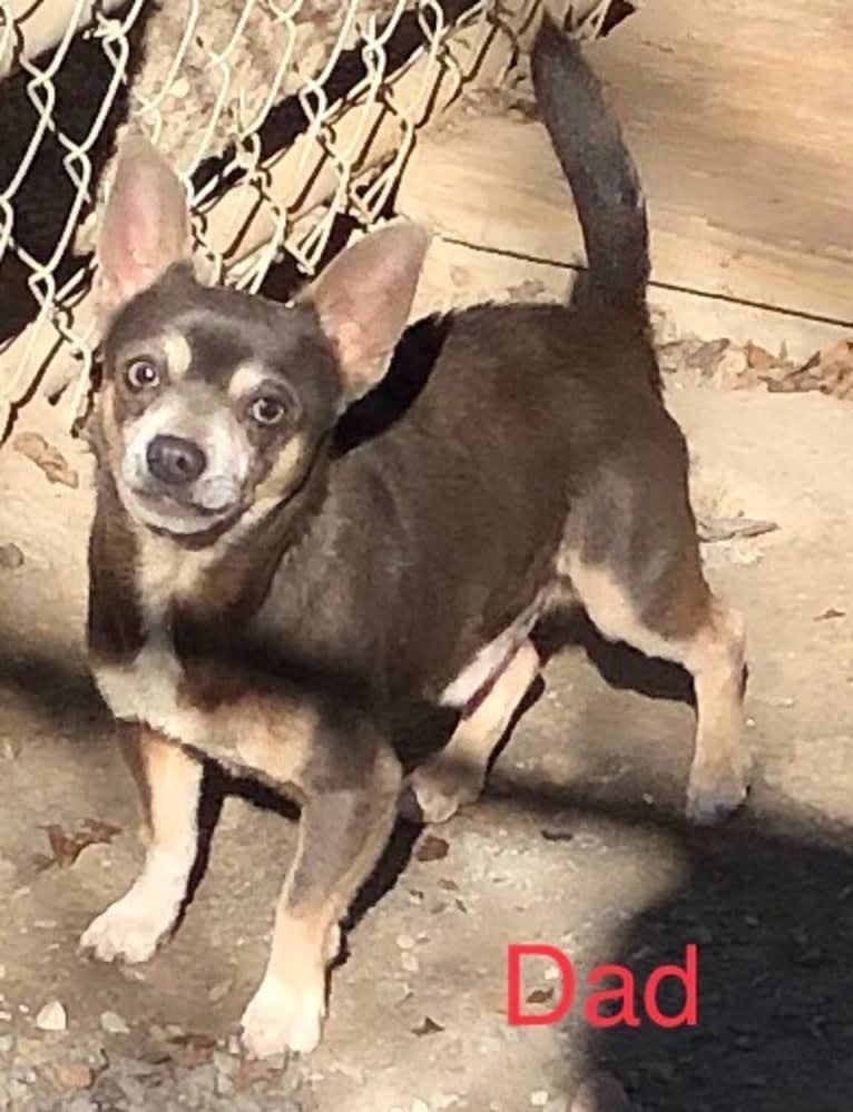 Chico Matos, a Chihuahua tested with EmbarkVet.com