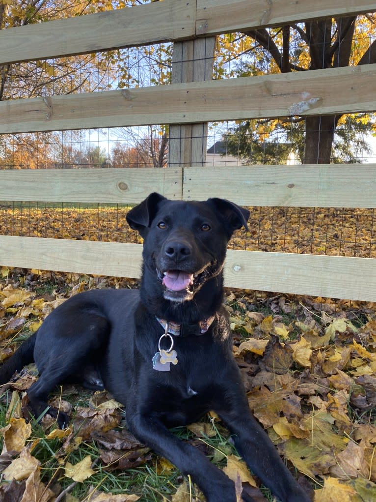 Lucas, a Chow Chow and Labrador Retriever mix tested with EmbarkVet.com