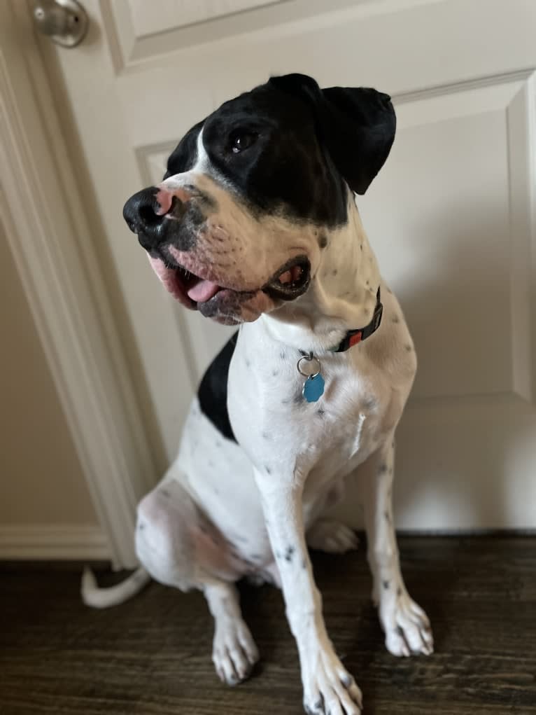 Finnegan, a Boxer and German Shorthaired Pointer mix tested with EmbarkVet.com