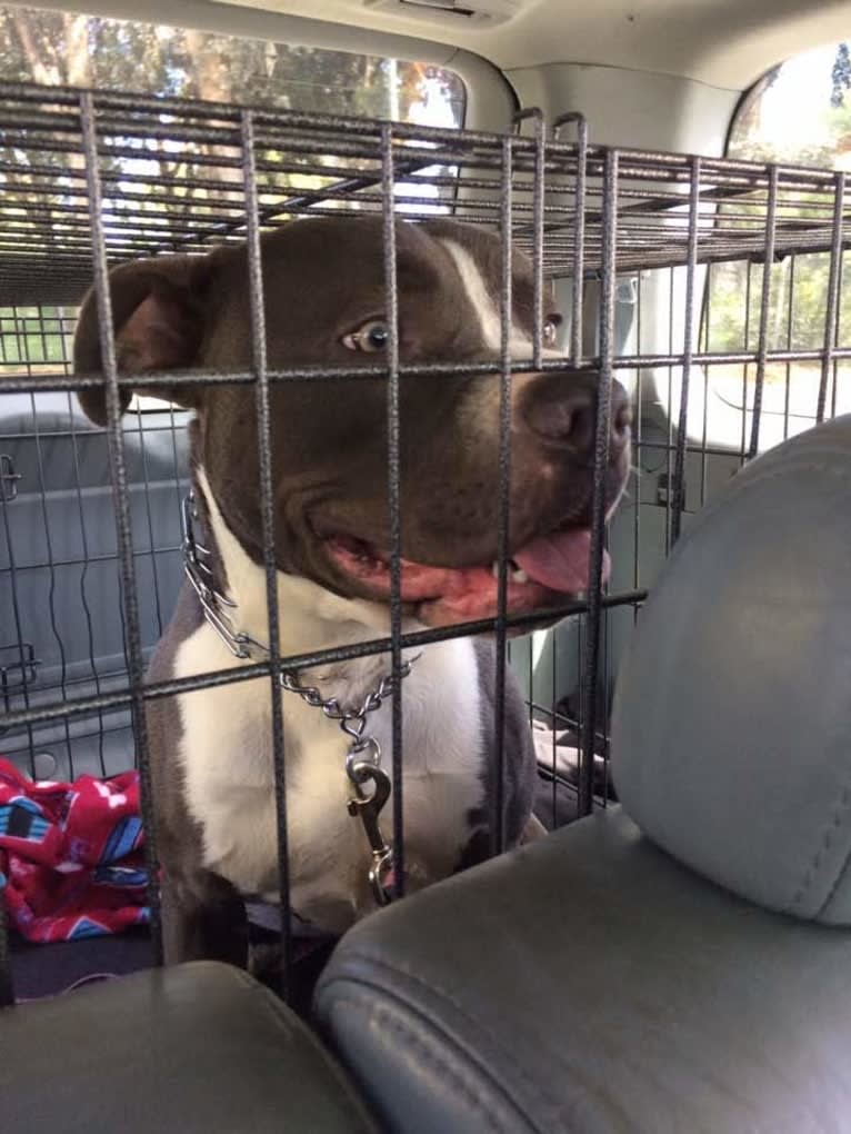 MaSiWei, an American Bully tested with EmbarkVet.com