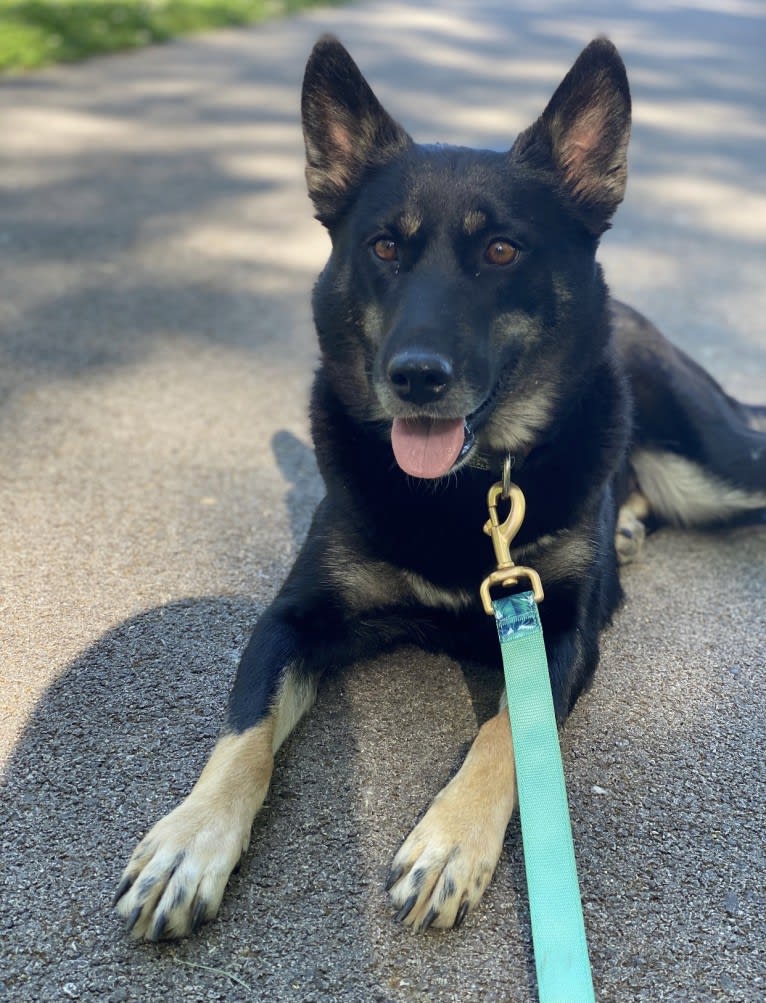 Laika, a Siberian Husky and Border Collie mix tested with EmbarkVet.com