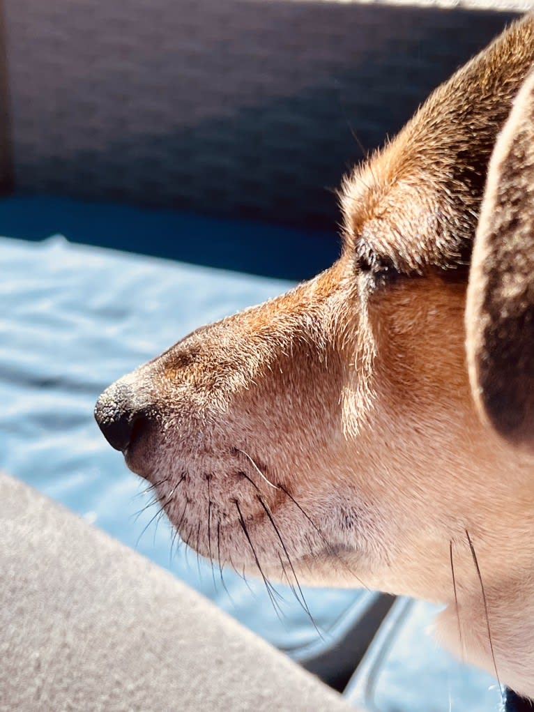 Pippet, a Dachshund and Chihuahua mix tested with EmbarkVet.com