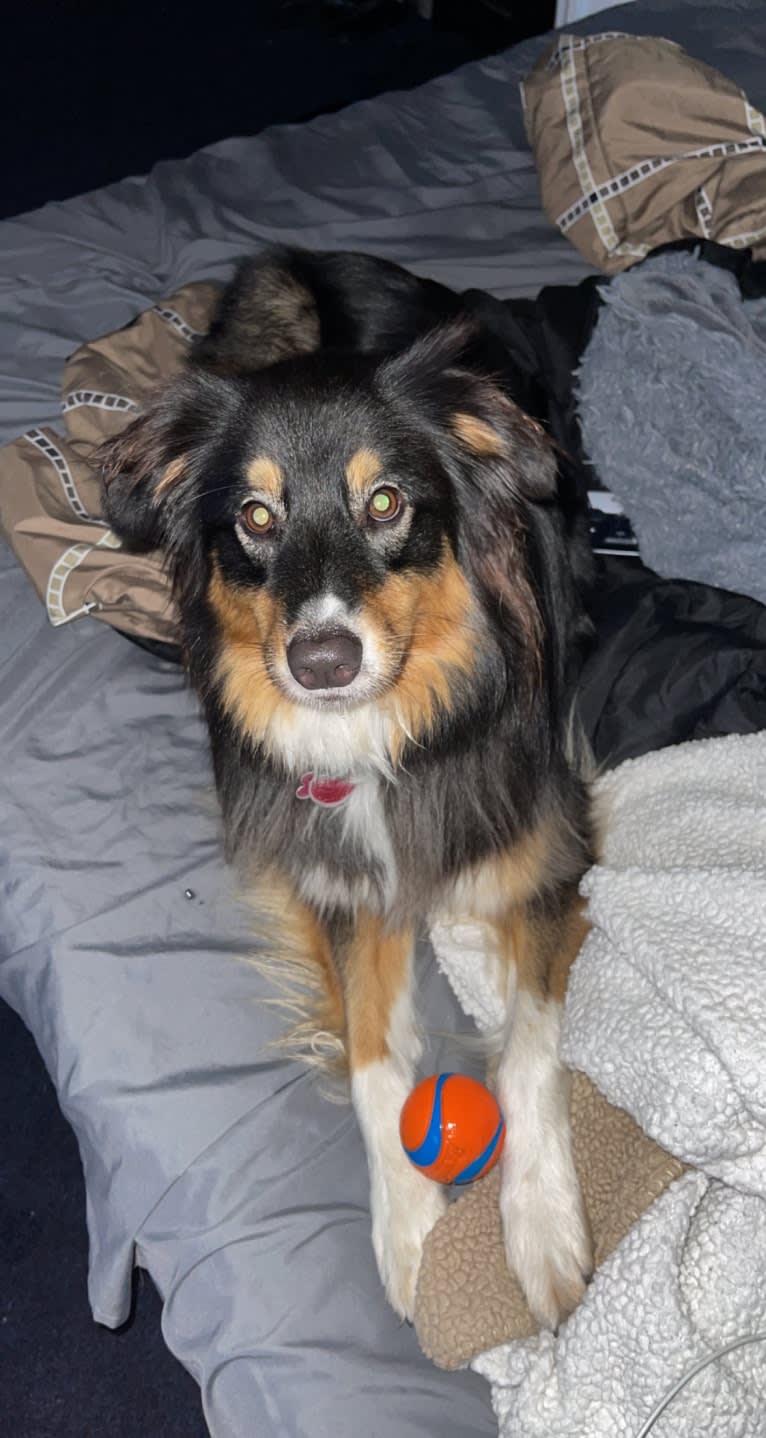 Zoey, an Australian Shepherd and Australian Cattle Dog mix tested with EmbarkVet.com