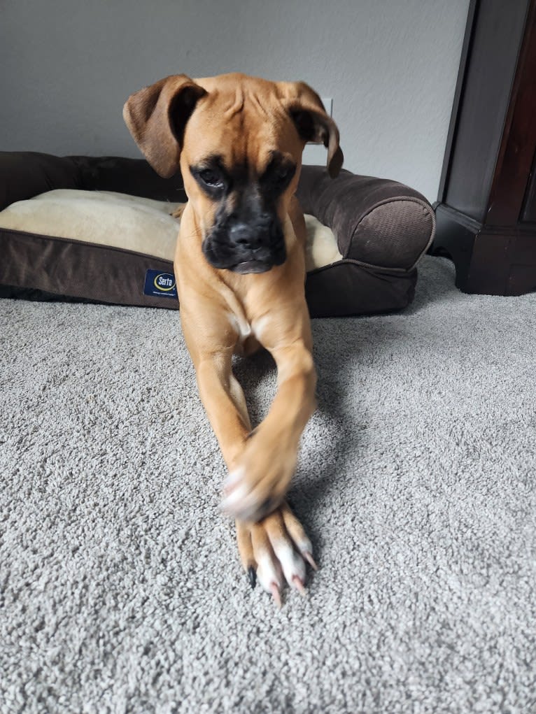 Tater, a Boxer and Bullmastiff mix tested with EmbarkVet.com