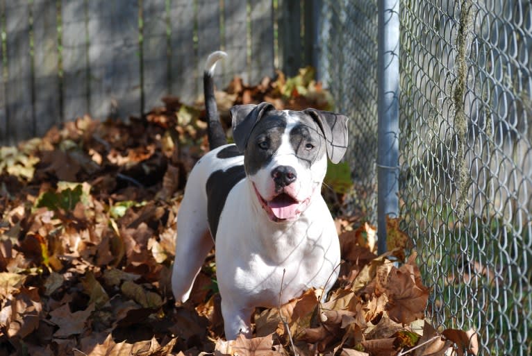 Cypress, an American Bully and American Pit Bull Terrier mix tested with EmbarkVet.com