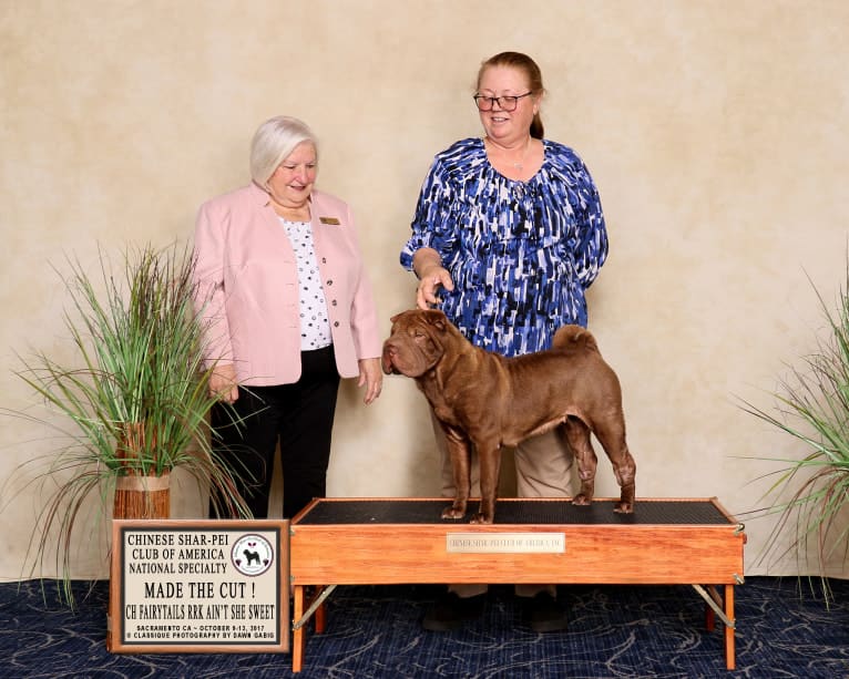 Cara, a Chinese Shar-Pei tested with EmbarkVet.com