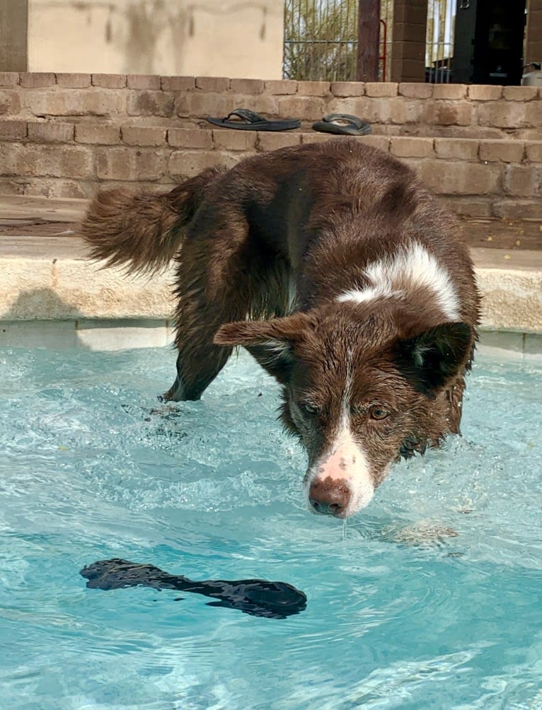 Leo, a Border Collie tested with EmbarkVet.com