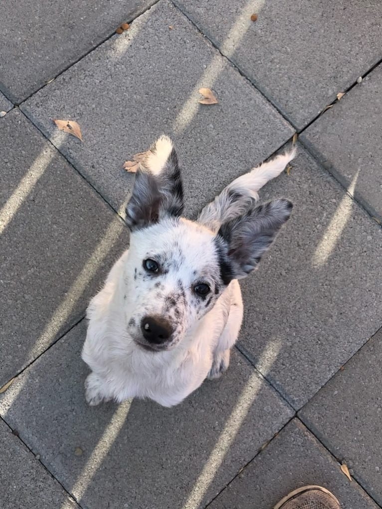 Pepper, a Border Collie and Australian Cattle Dog mix tested with EmbarkVet.com