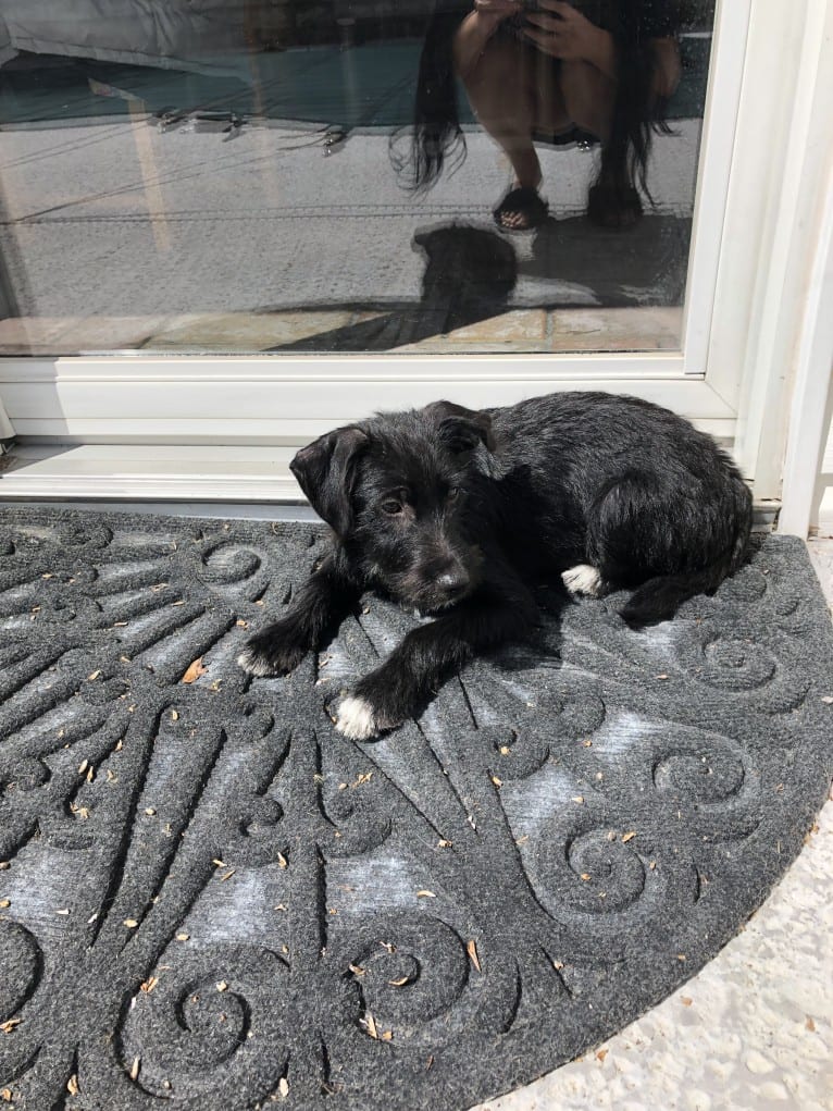 Chance, a Chihuahua and Miniature Schnauzer mix tested with EmbarkVet.com