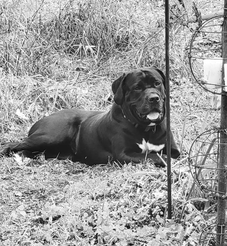 Embla, a Cane Corso and Newfoundland mix tested with EmbarkVet.com