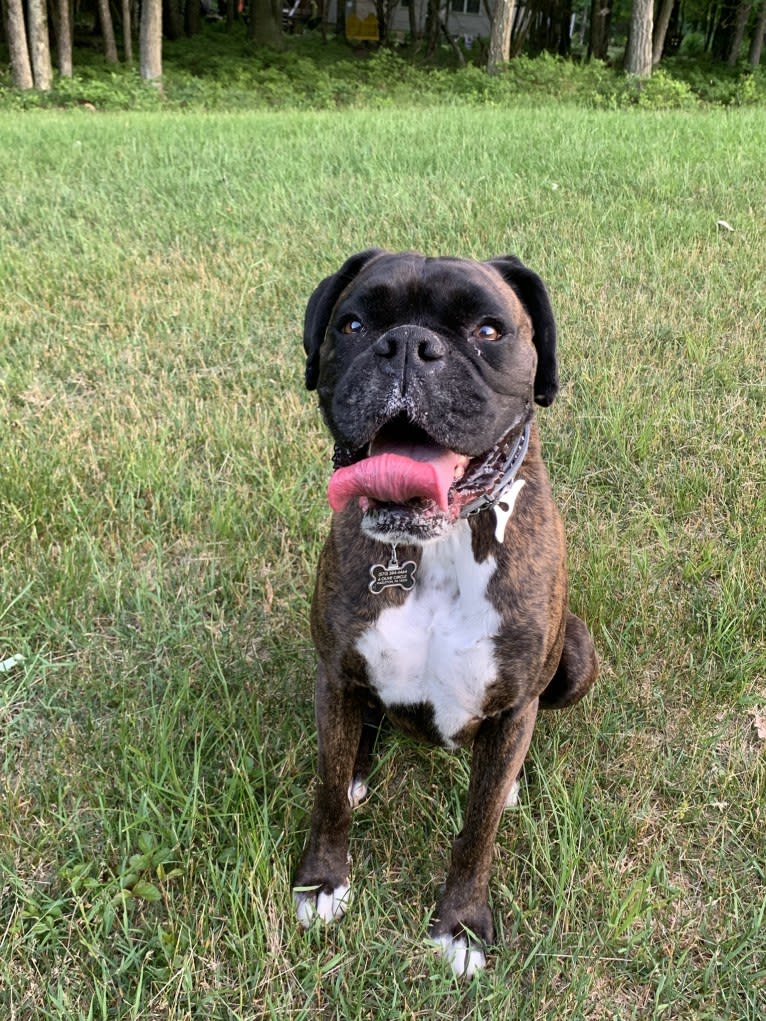 Murray, a Boxer tested with EmbarkVet.com