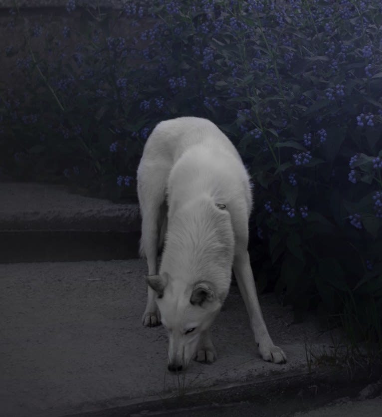 DEMON, a Gerberian Shepsky (5.0% unresolved) tested with EmbarkVet.com