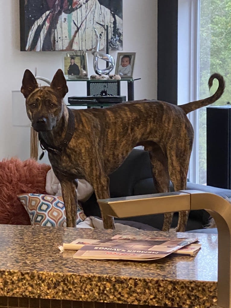 Tai, a Phu Quoc Ridgeback tested with EmbarkVet.com