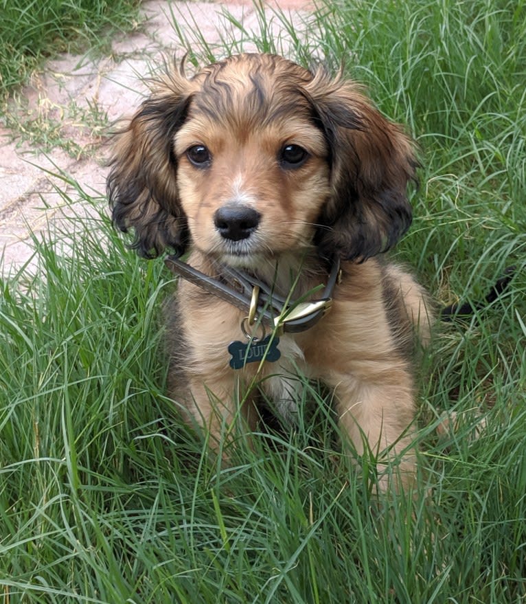 Louie Lumière Scott, a Cocker Spaniel and Pomeranian mix tested with EmbarkVet.com