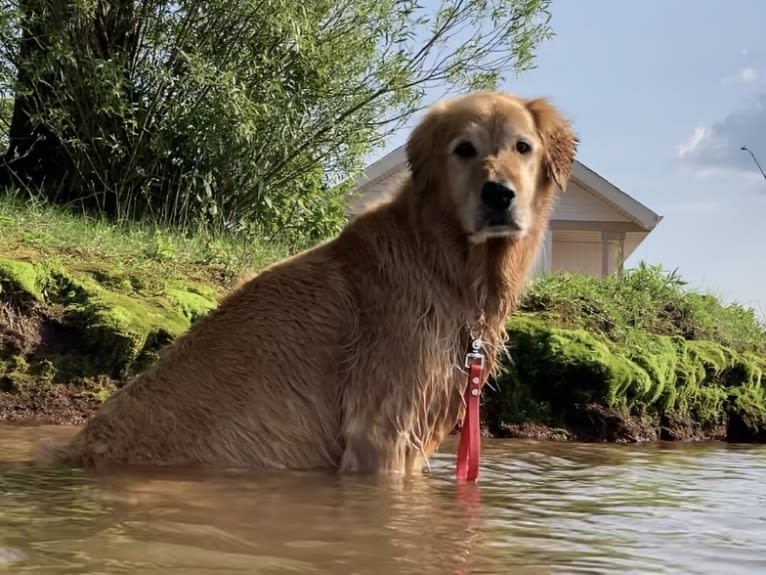 Timber “Gross Manor’s I’ll Be The One You Won’t Forget”, a Golden Retriever tested with EmbarkVet.com