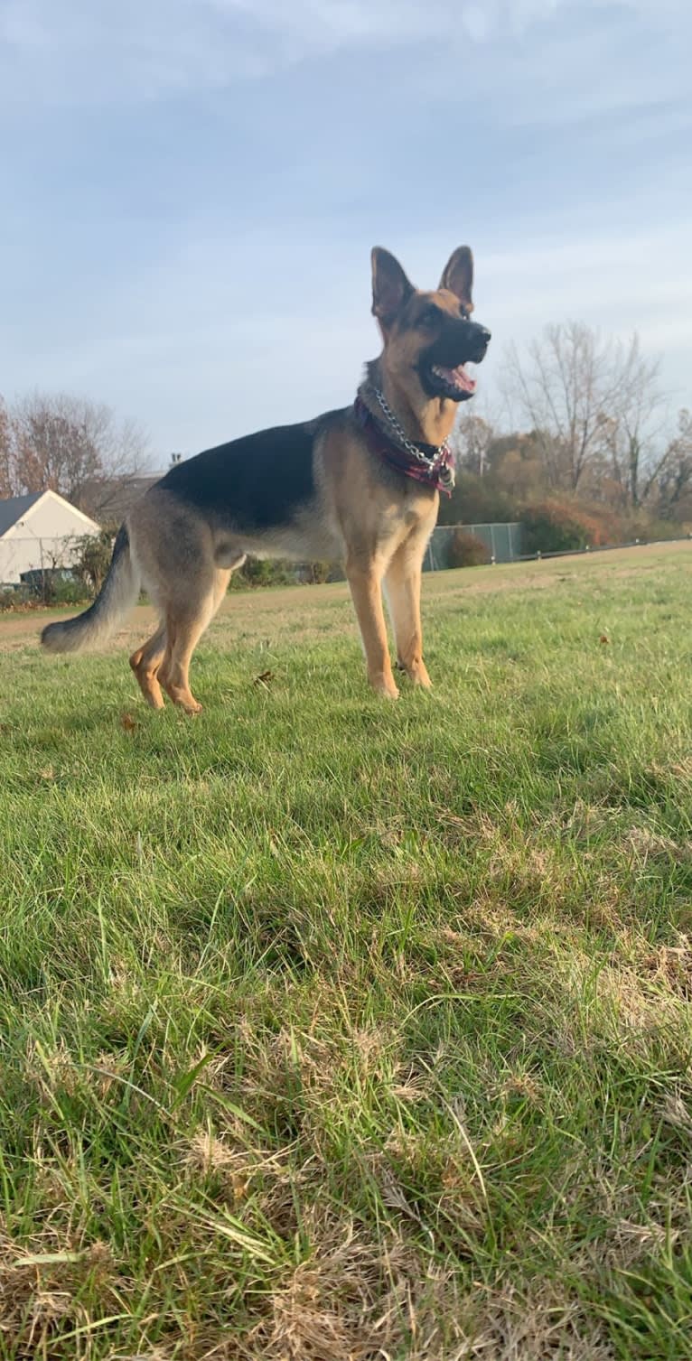 Jonas, a German Shepherd Dog tested with EmbarkVet.com