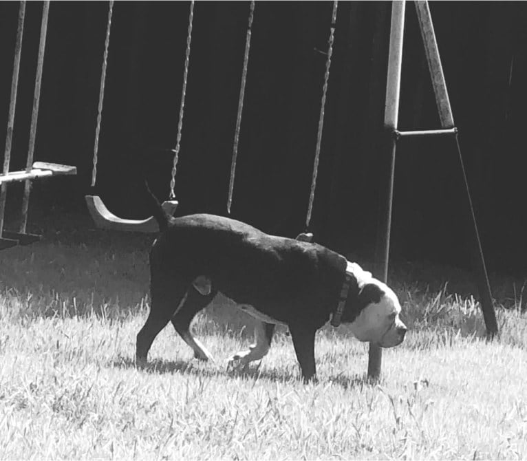 Monster or Deuce, an American Bulldog tested with EmbarkVet.com