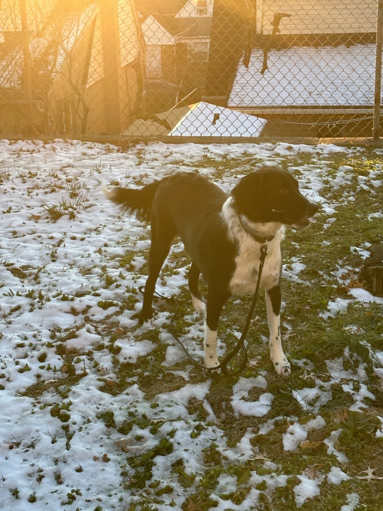 Tito, an American Pit Bull Terrier and English Springer Spaniel mix tested with EmbarkVet.com