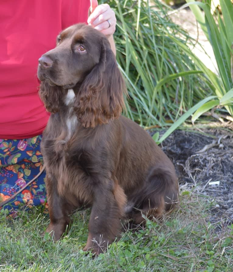 Fig, a Field Spaniel tested with EmbarkVet.com