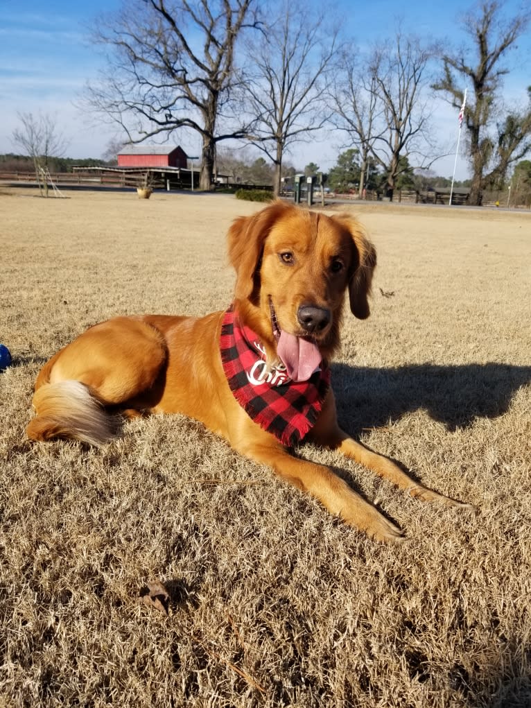 Ron, a Golden Retriever tested with EmbarkVet.com