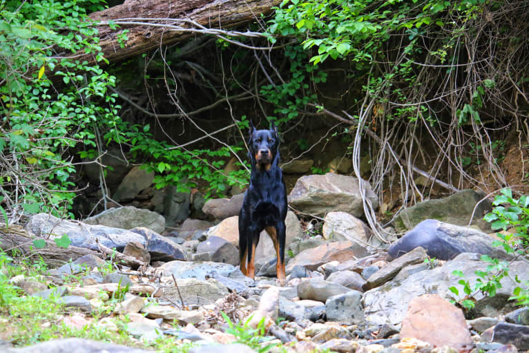 Kenai, a Beauceron tested with EmbarkVet.com