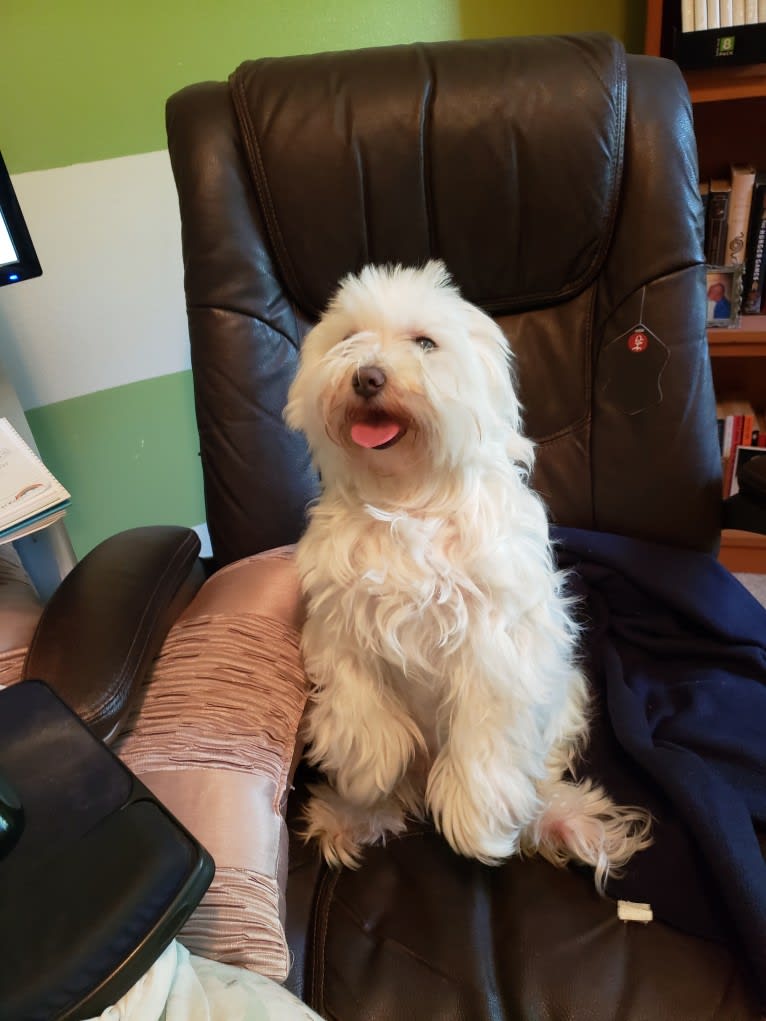 Oden, a Maltese tested with EmbarkVet.com