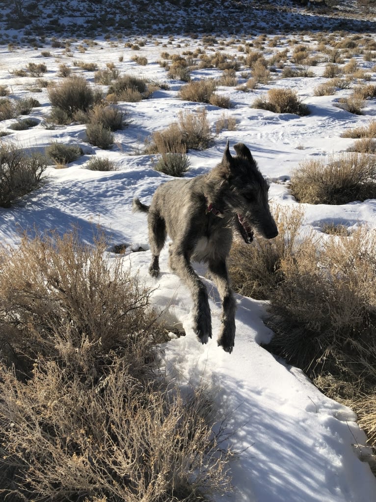 Medb, an Irish Wolfhound tested with EmbarkVet.com