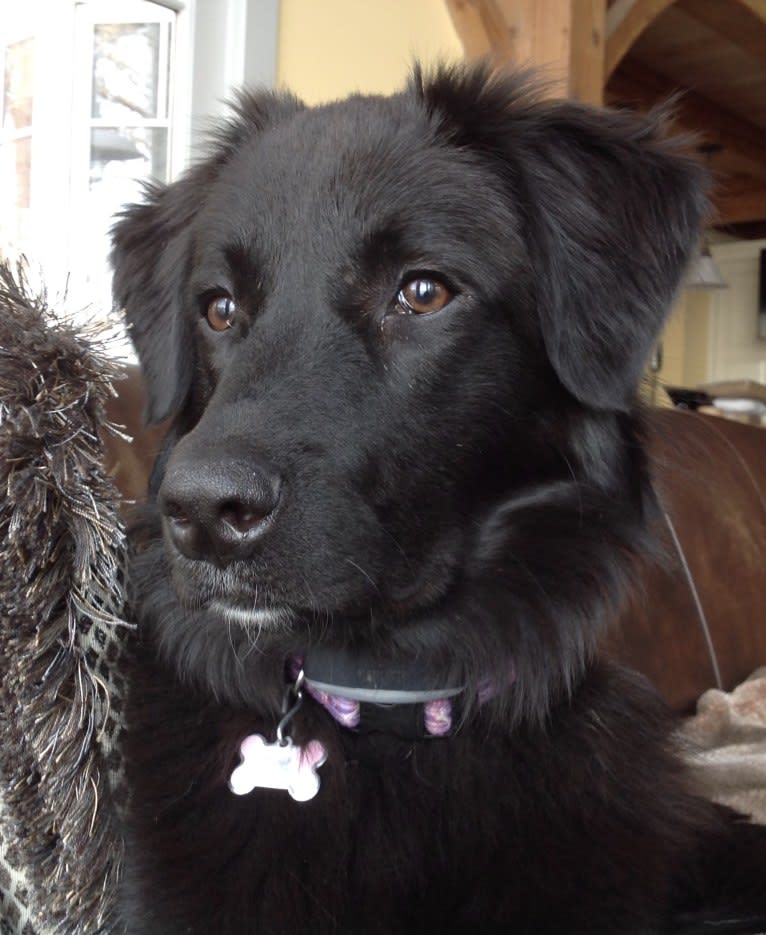 Great pyrenees flat coated retriever mix shop