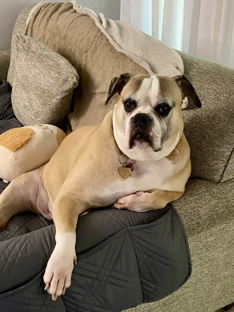 Honey, an American Bulldog tested with EmbarkVet.com
