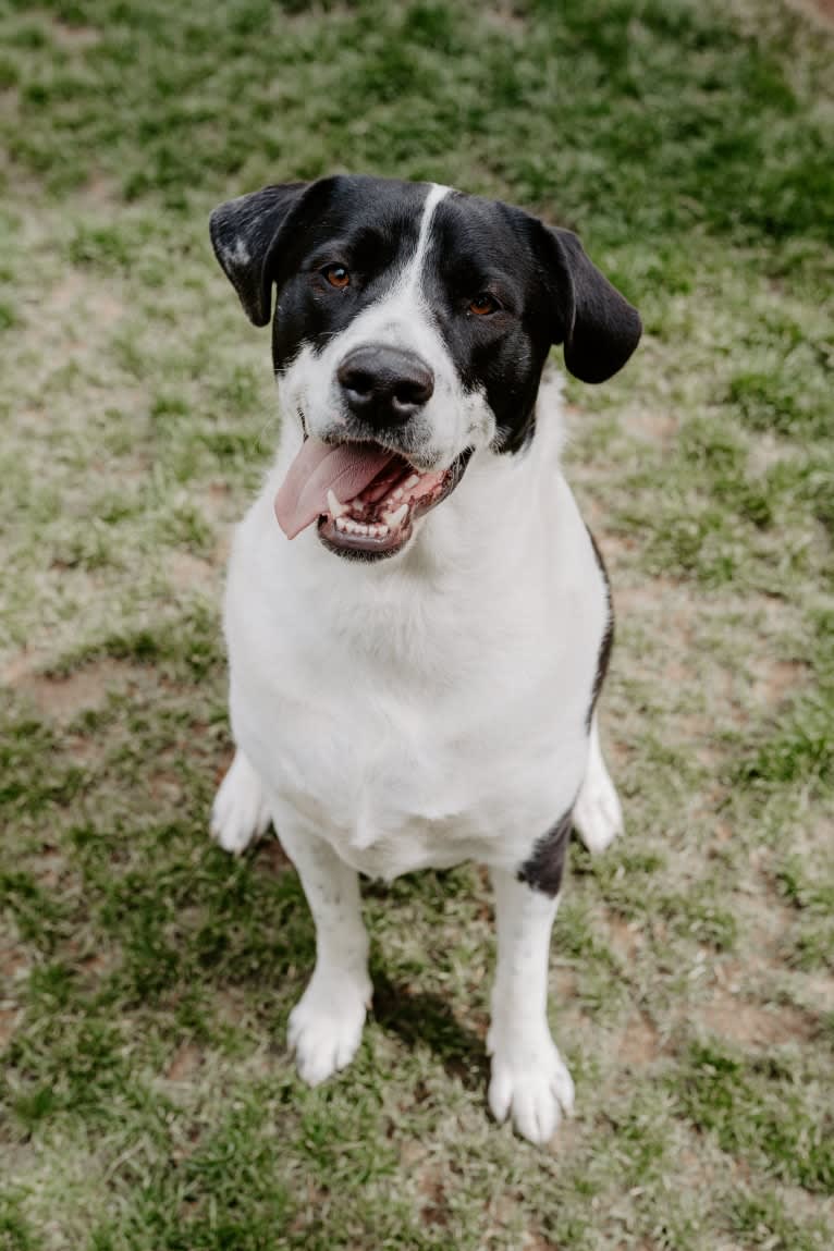 Theodore Ellington, an American Pit Bull Terrier and Siberian Husky mix tested with EmbarkVet.com