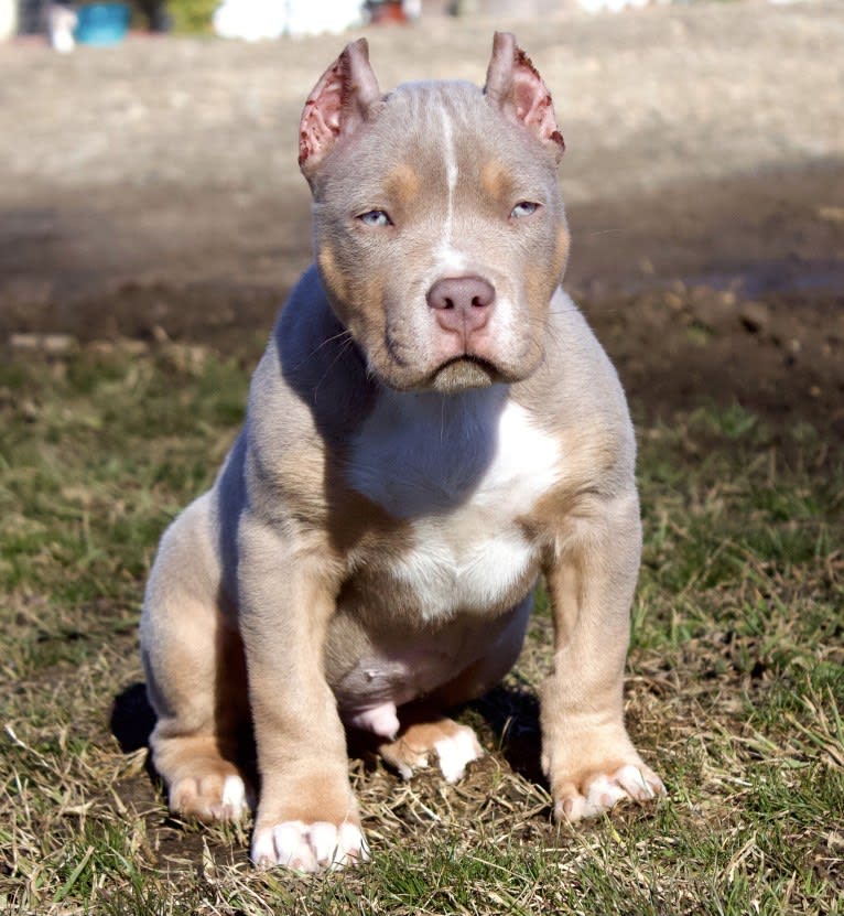 QK’s ONE MORE TIME; Encore, an American Bully tested with EmbarkVet.com
