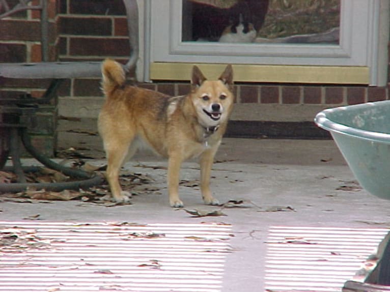 Lassie, a Pomeranian and Rat Terrier mix tested with EmbarkVet.com